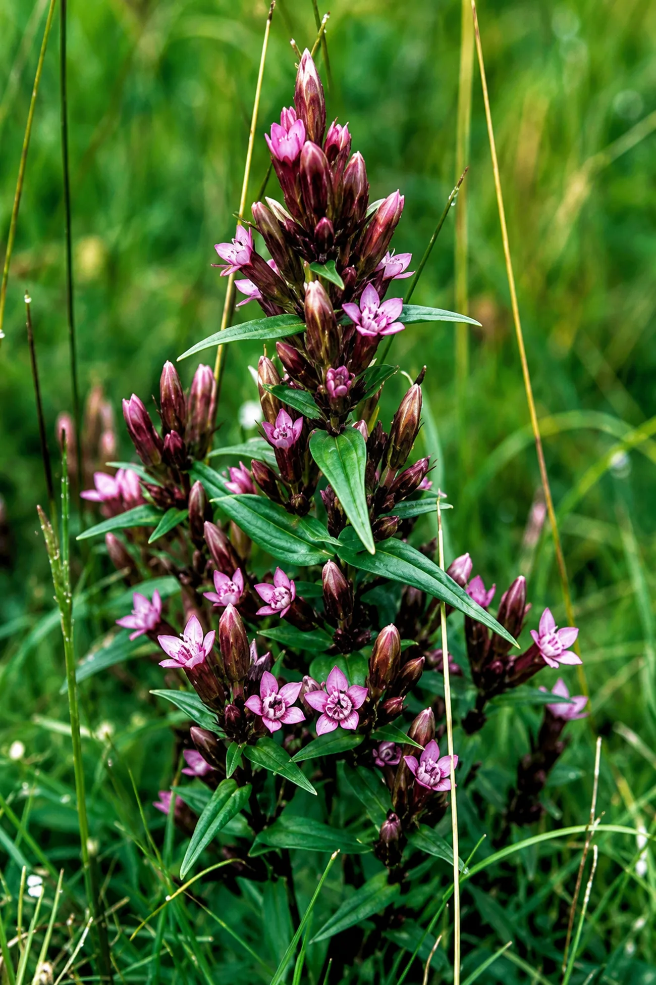 Genciana