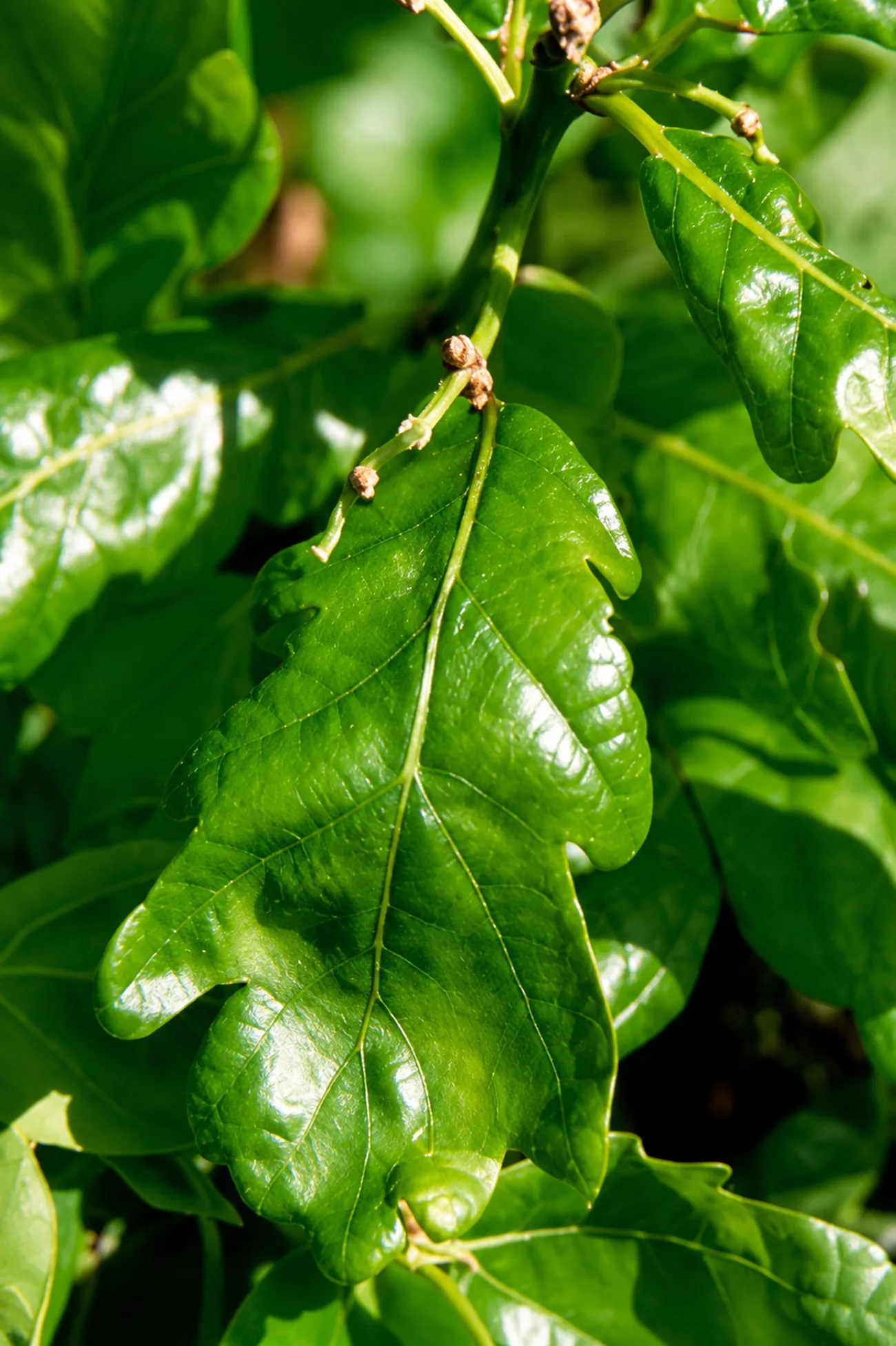 Roble